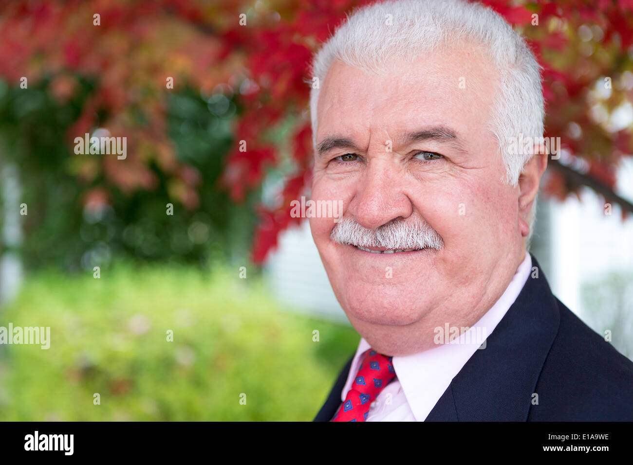 Pelo Blanco empresario senior mira alrededor del tiempo de caída bajo el árbol con hojas rojas detrás de él Foto de stock