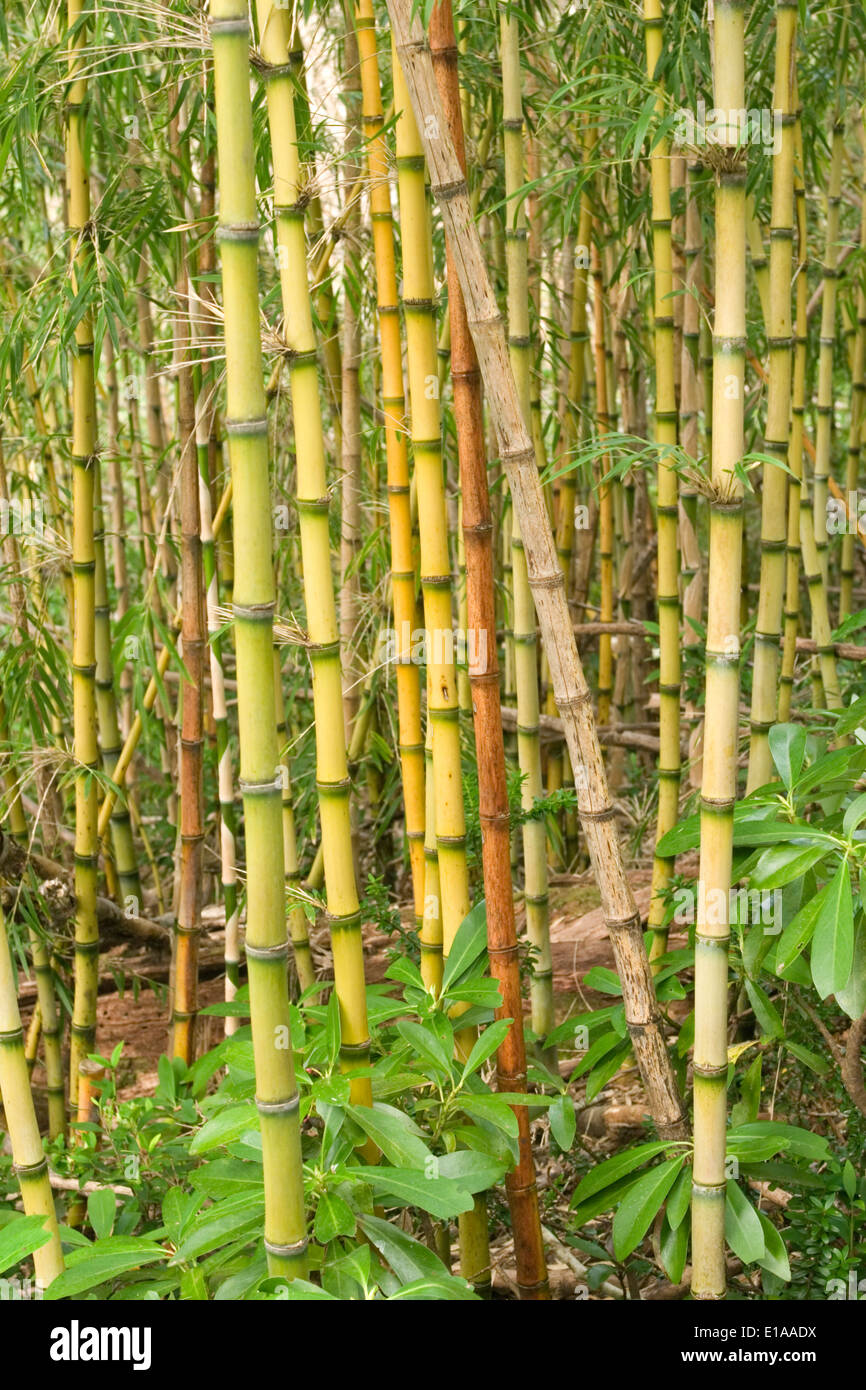 Bosque de bambú, Parque Nacional Villarrica, Lake District, Chile