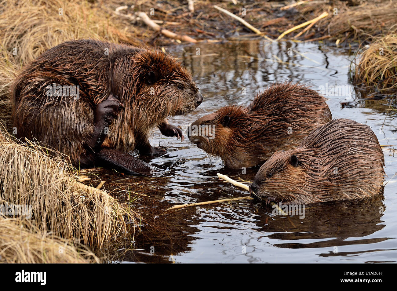 Una madre beaver con 2 kits en una sección poco profunda de la Beaver pond Foto de stock