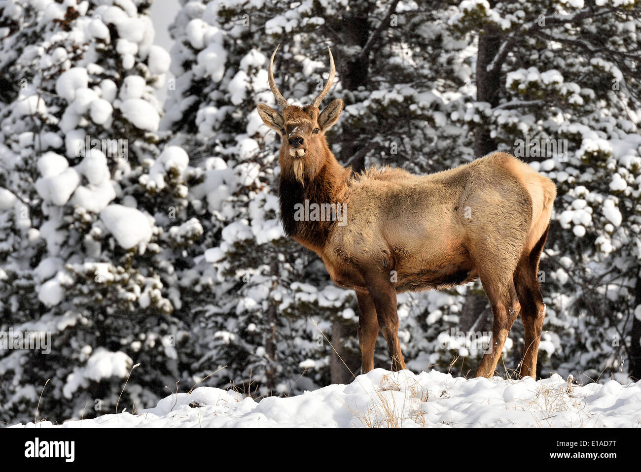 Un toro joven elk de pie sobre una colina cubierta de nieve en su hábitat invernal Foto de stock