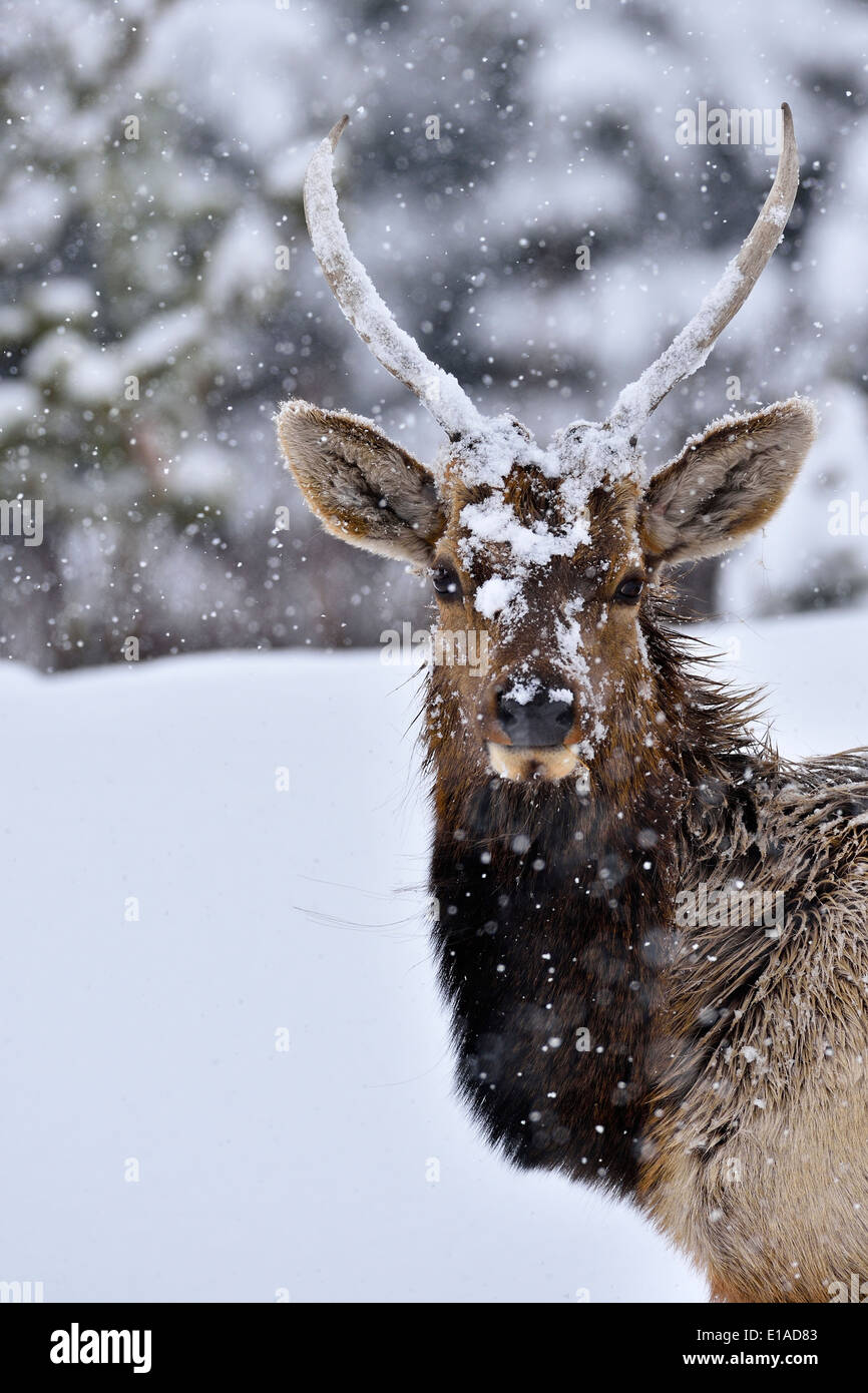 Una imagen vertical de un toro joven elk tomada en un día de nieve Foto de stock