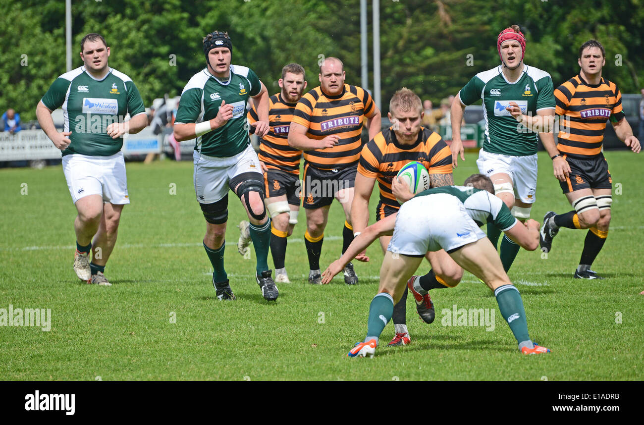 Cornwall atacando Herdfordshire en rugby juego de campeonato del condado. Foto de stock