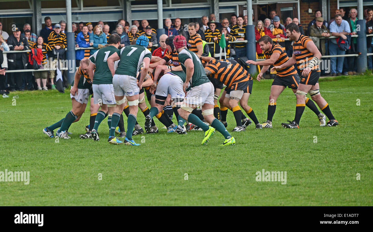 El equipo de rugby de Cornualles jugar su partido contra el campeonato del condado de Hertfordshire Foto de stock