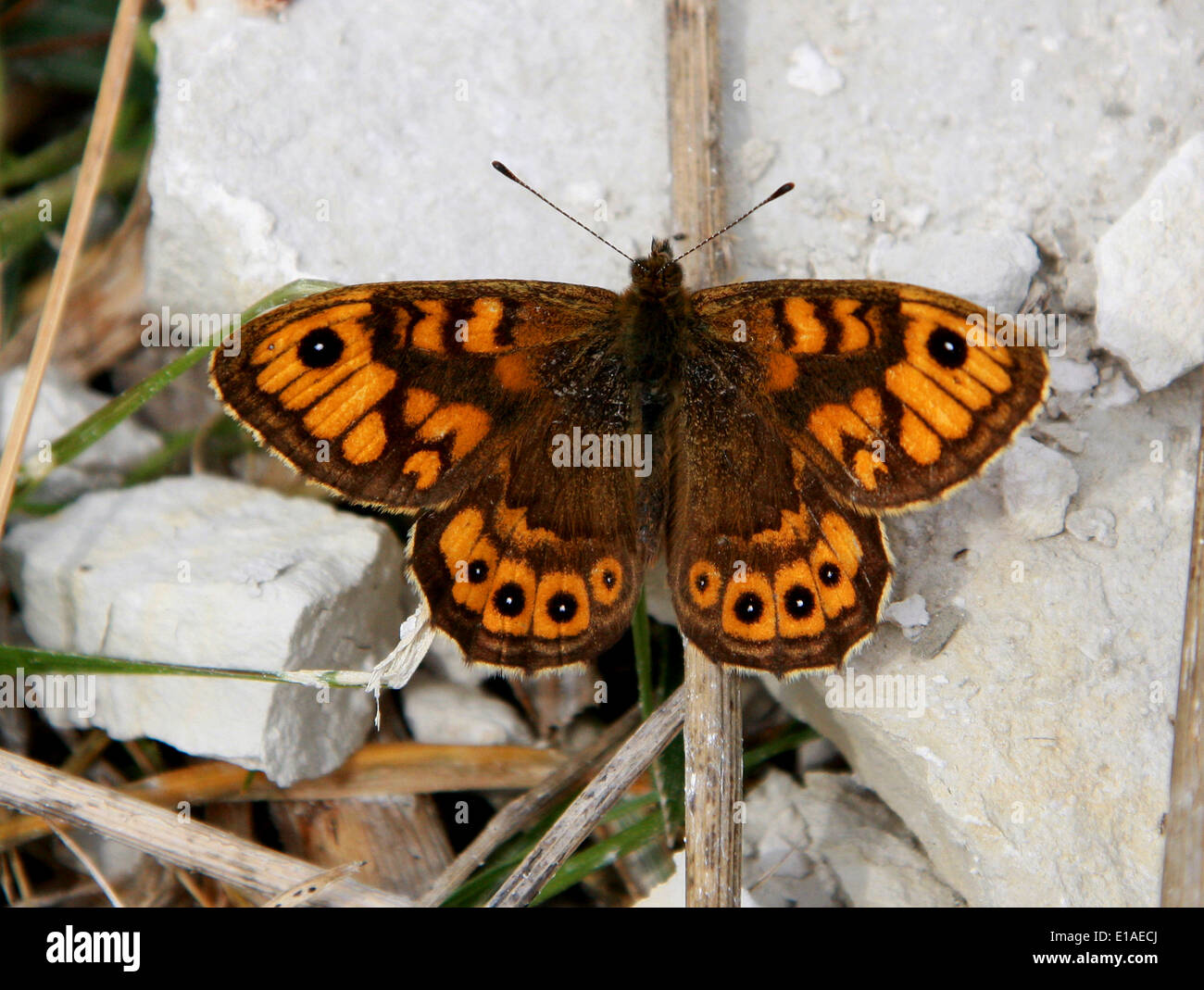 Pared, Lasiommata megera marrón de mariposa (Pararge megaera), Satyrinae, Nymphalidae, Papilionoidea. Macho. Foto de stock