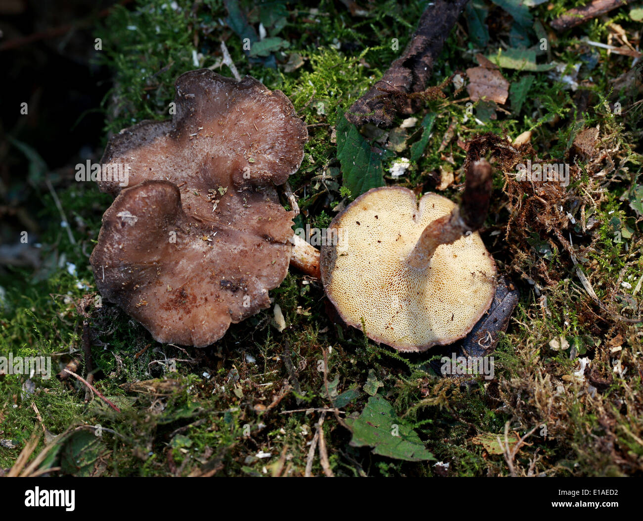 Invierno, Polyporus brumalis Polypore, Polyporaceae. De marzo. Foto de stock