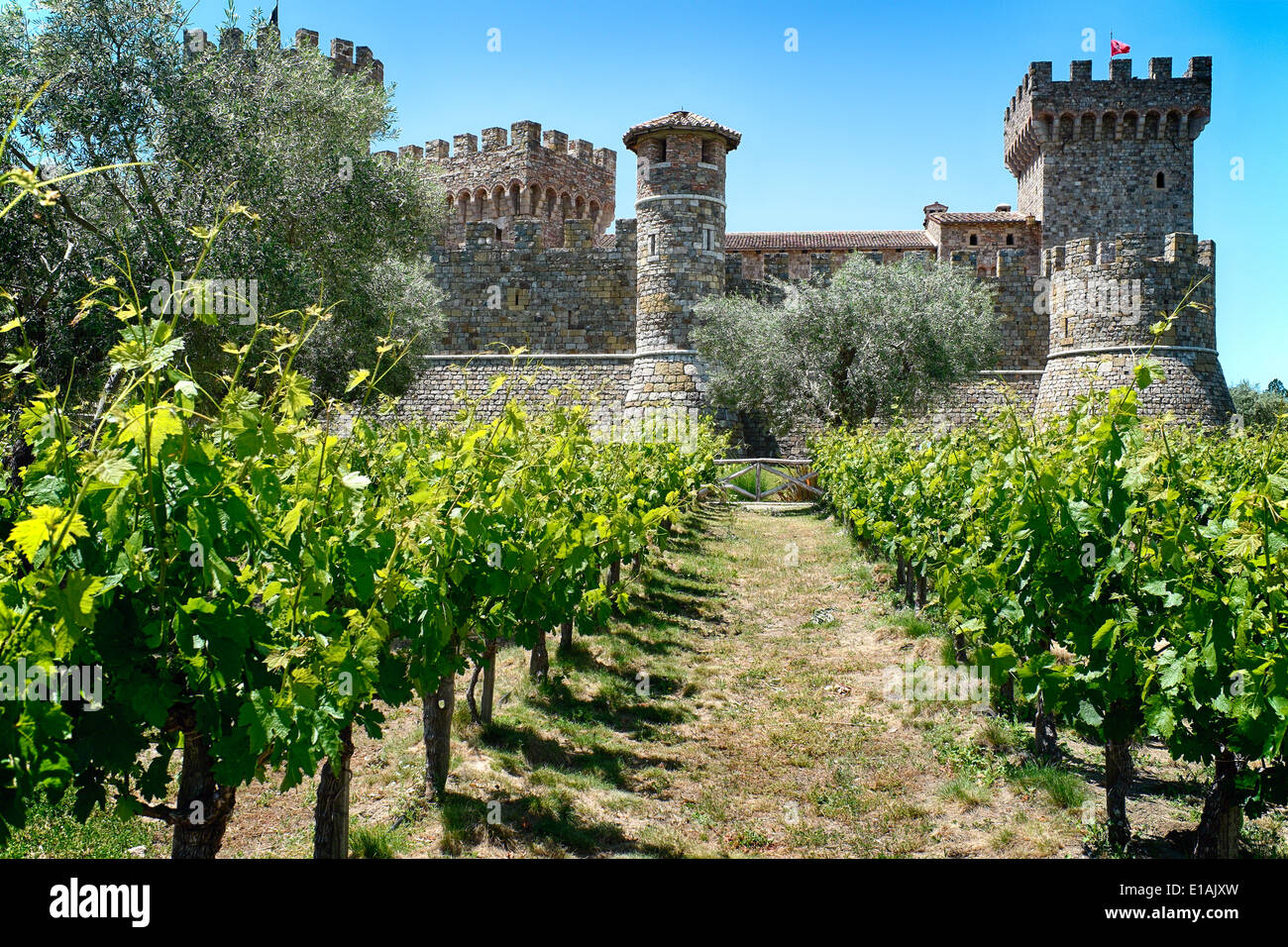 Ángulo de visión baja de un castillo de estilo toscano con filas de Grapevine; el Castello Di Amorosa Winery, Calistoga, California Foto de stock