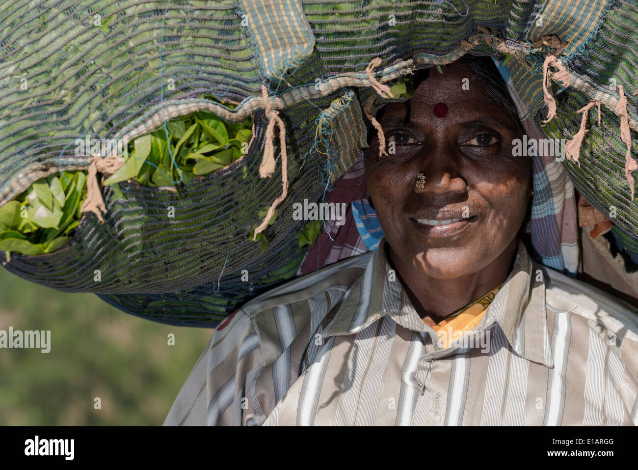 Retrato de una mujer té plucker llevar una bolsa grande de hojas de té en su cabeza, Munnar, Kerala, India Foto de stock