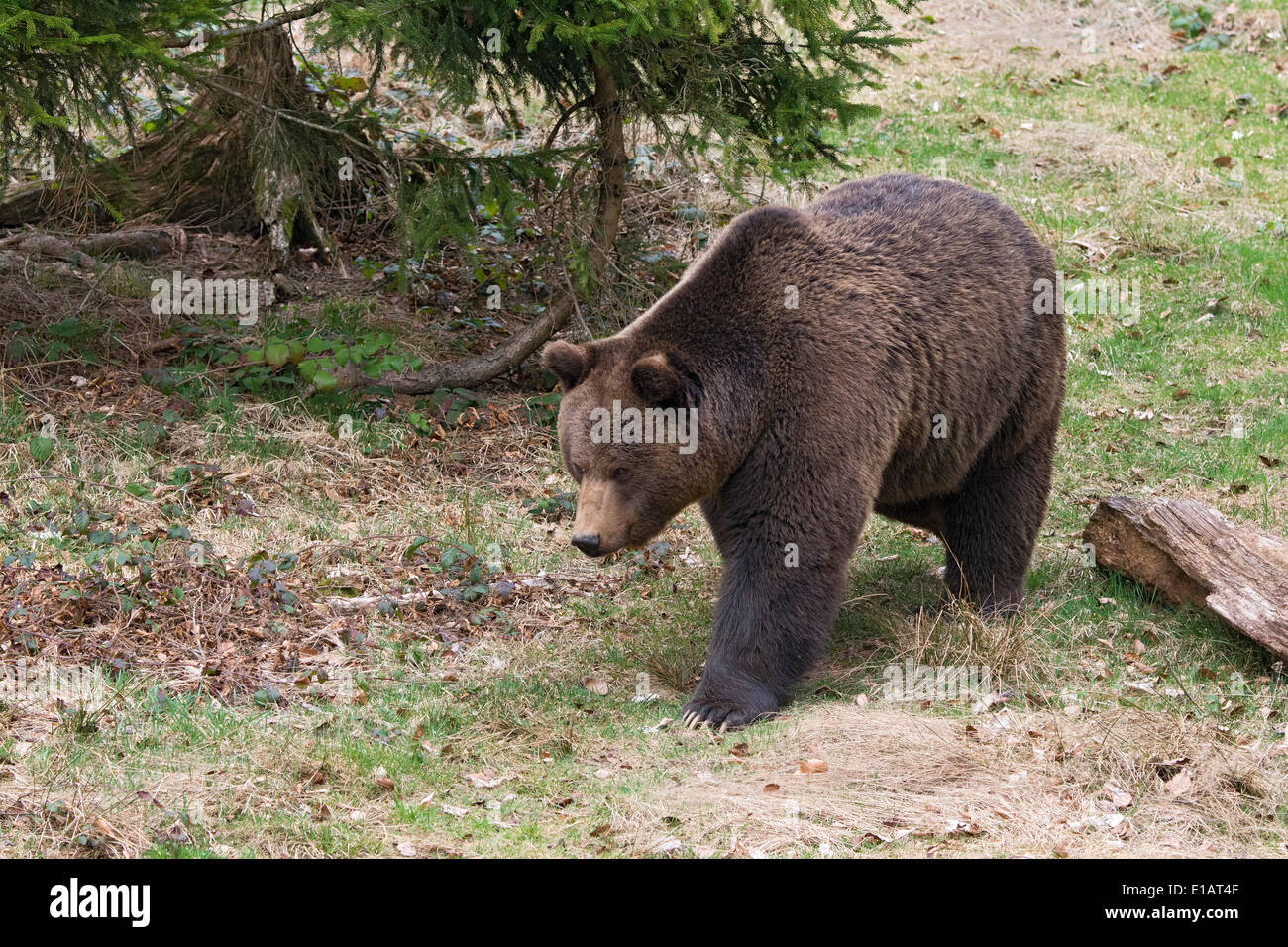 Oso pardo (Ursus arctos), macho, de animales en cautiverio, alojamiento, Parque Nacional del Bosque Bávaro, Baviera, Alemania Foto de stock