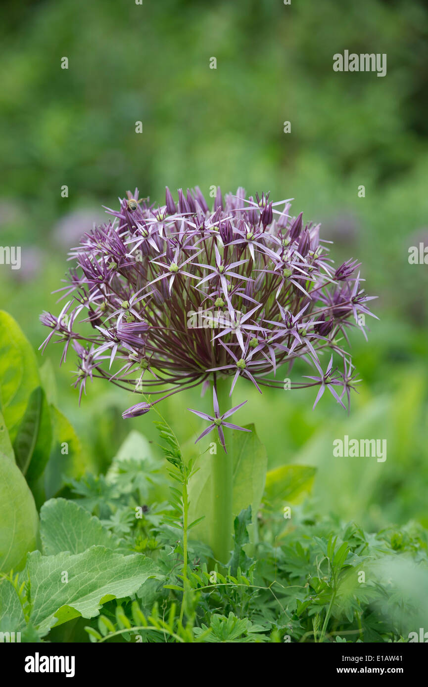 Flores en forma de estrella lila fotografías e imágenes de alta resolución  - Página 3 - Alamy