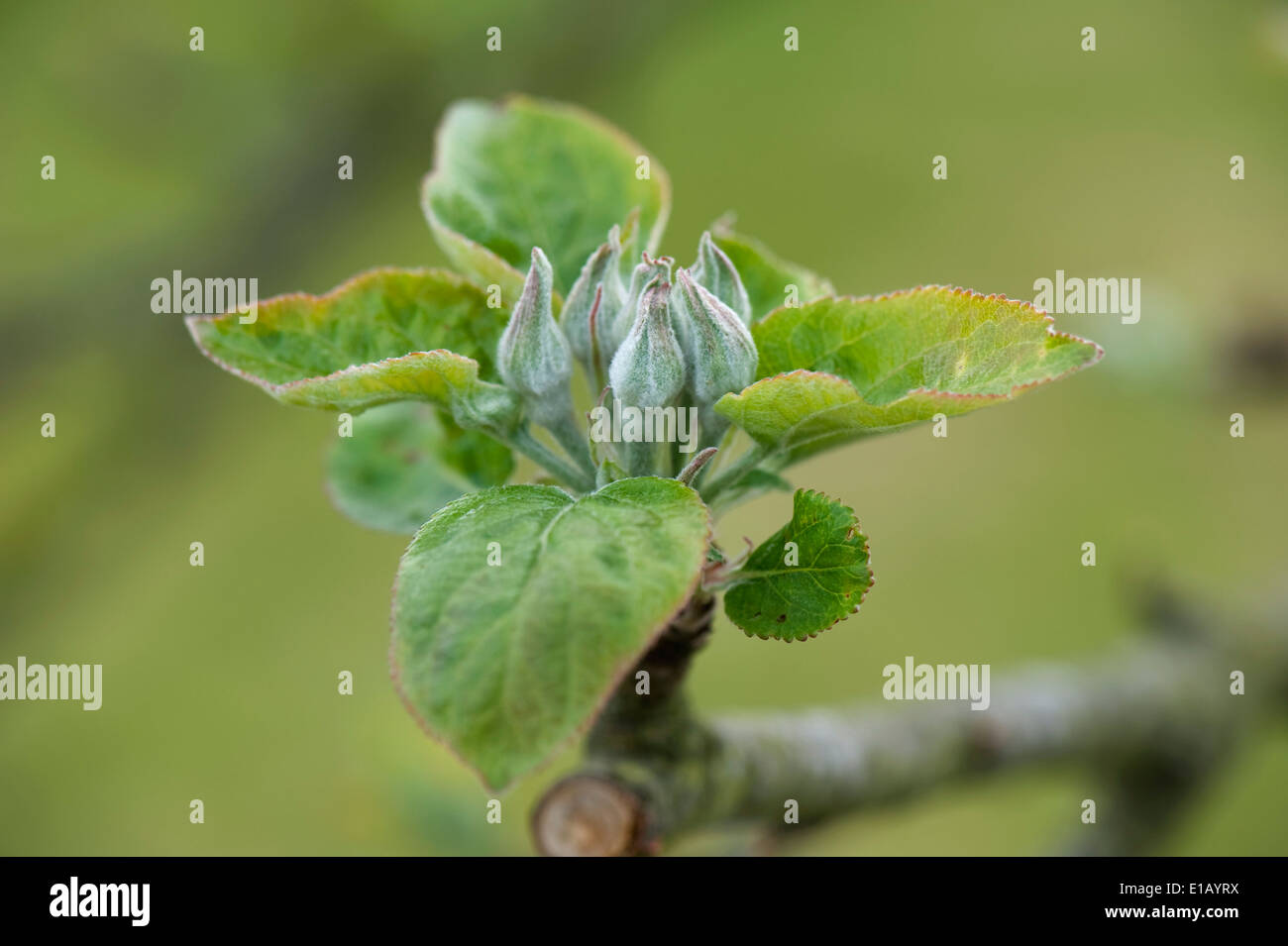 Green apretados capullos y una roseta de hojas jóvenes en un manzano en primavera Foto de stock