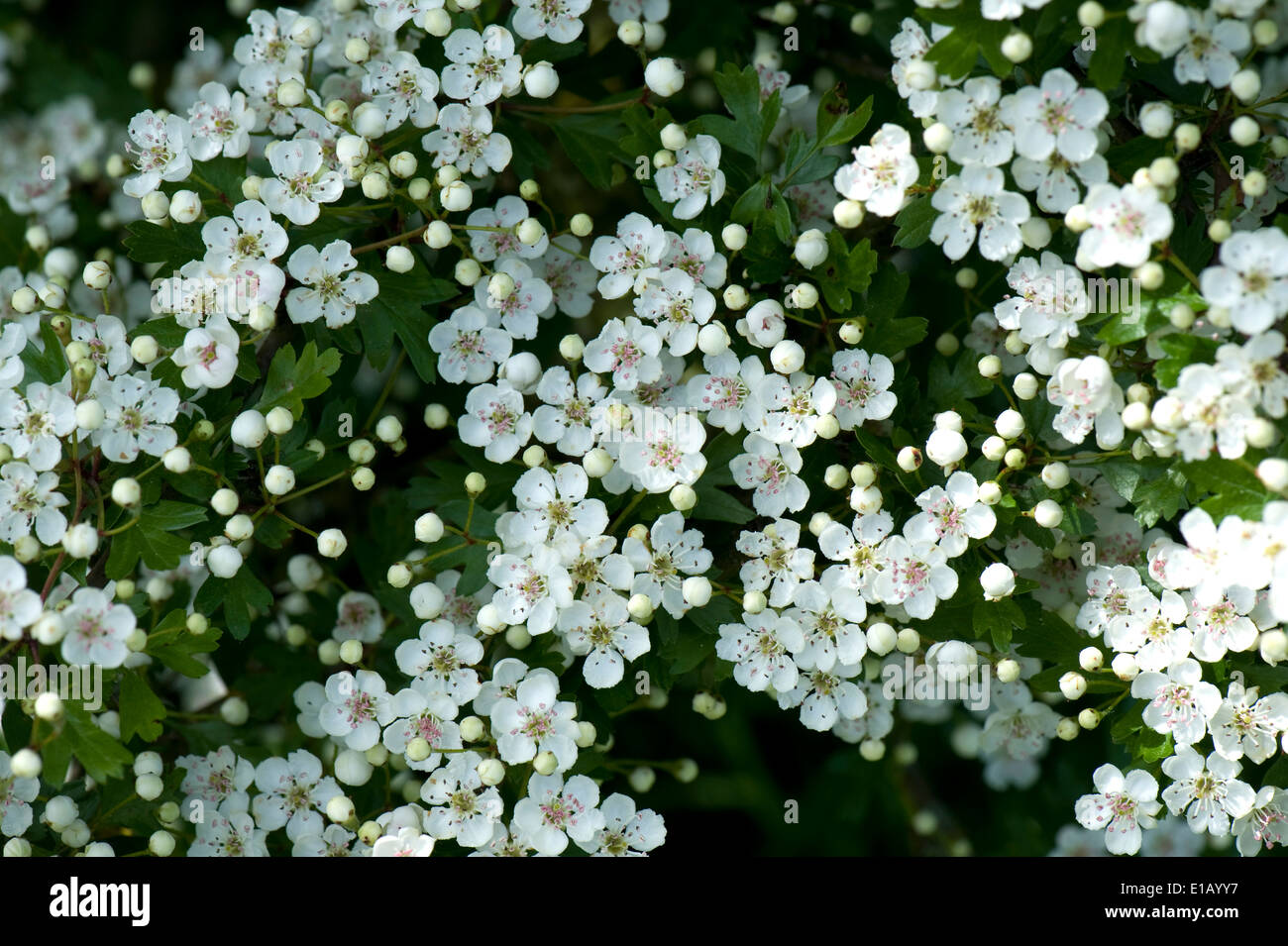 Hawthorn o pueda florecer, Crataegus monogyna, prolífica flores blancas sobre un seto de plantas nativas Foto de stock