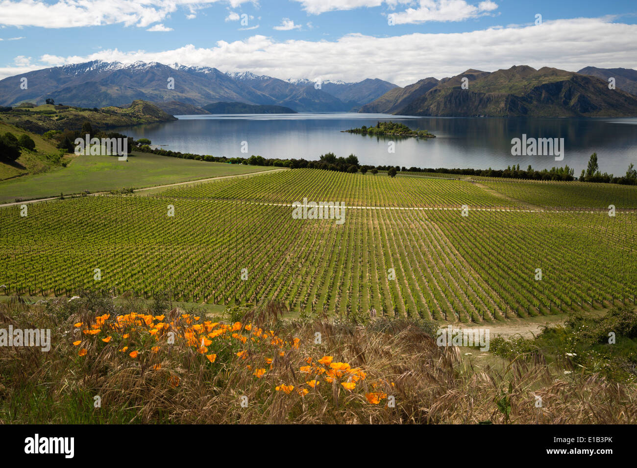 Rippon Vineyard en el Lago Wanaka Foto de stock