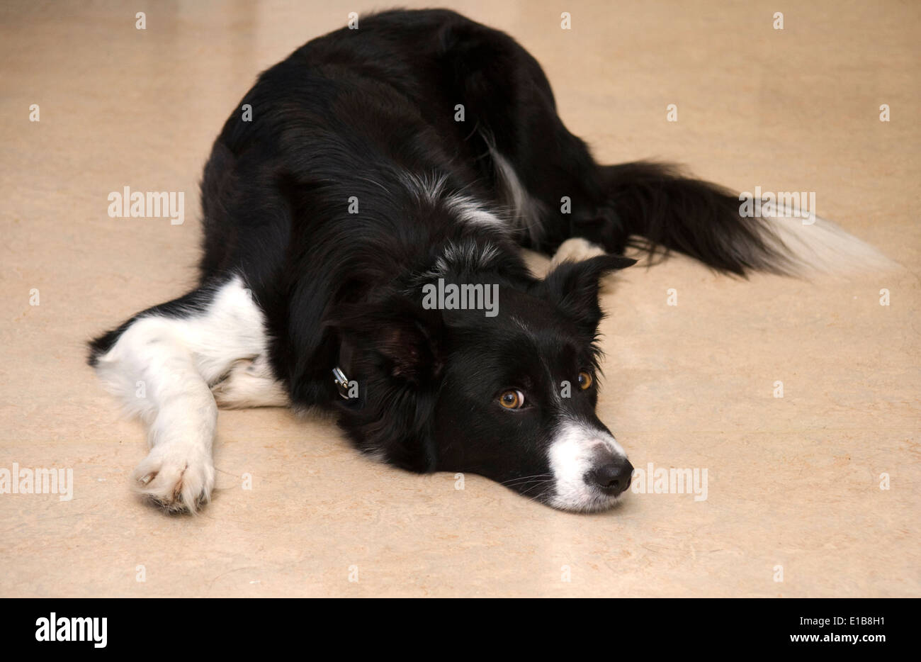 Perro blanco y negro acostado en el piso Foto de stock