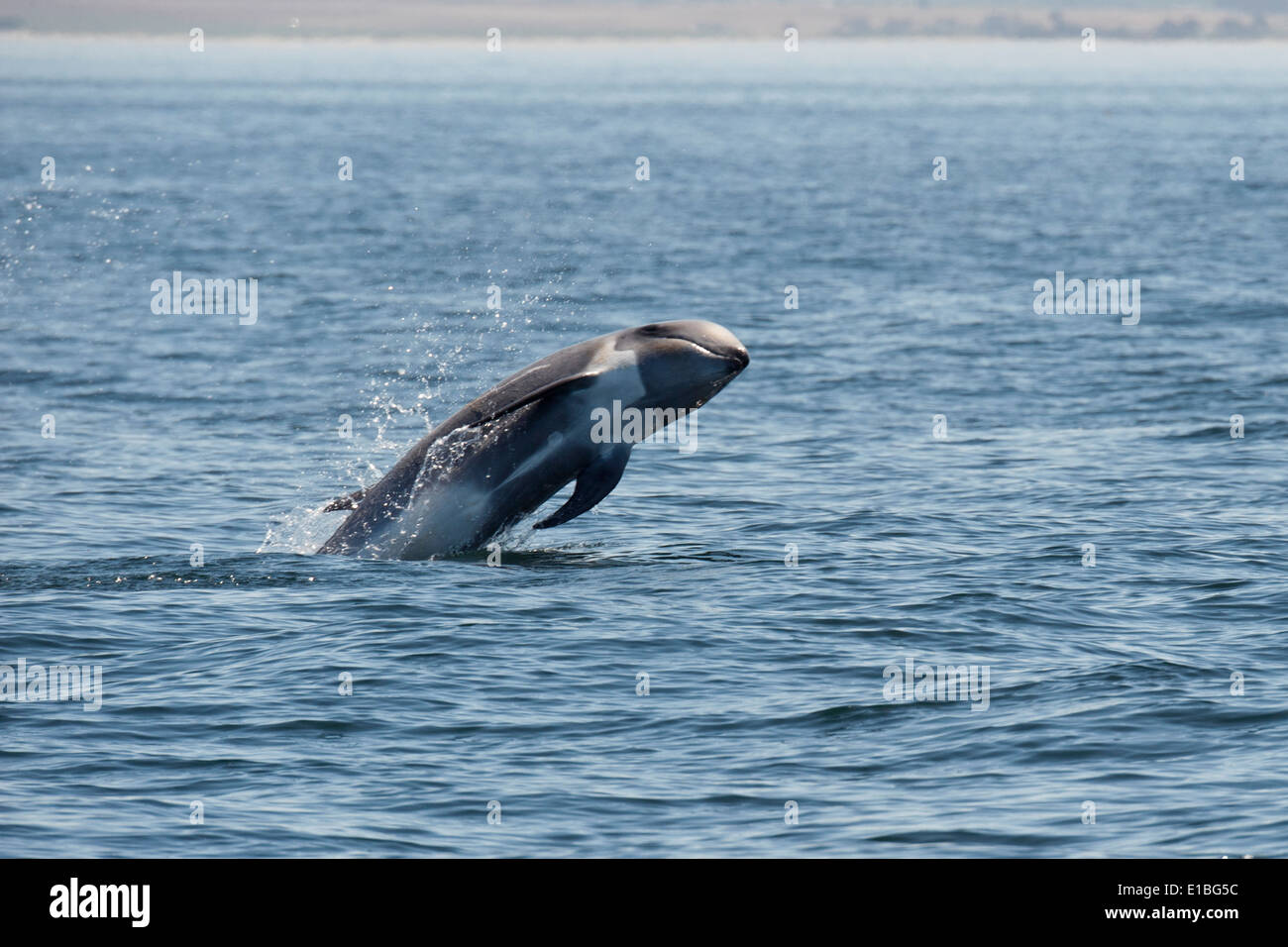 El calderón gris (Grampus griseus) infracción. Monterey, California, en el Océano Pacífico. Foto de stock