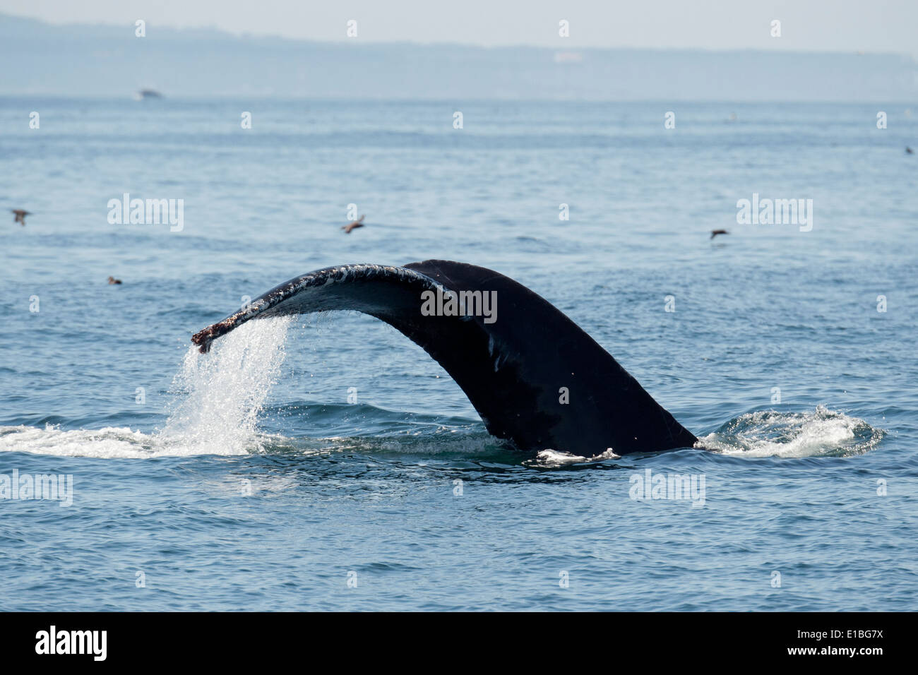 La ballena jorobada (Megaptera novaeangliae) fluking. Monterey, California, en el Océano Pacífico. Foto de stock