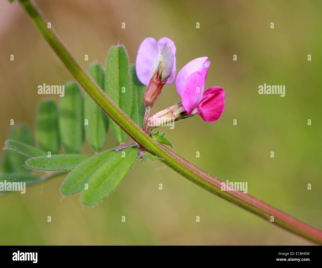 La vicia Común, Vicia sativa, Fabaceae Foto de stock