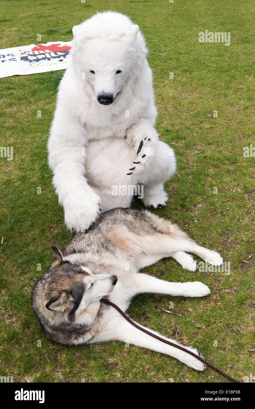 Perro mascota oso polar perro mascota oso polar fotografías e imágenes de  alta resolución - Alamy