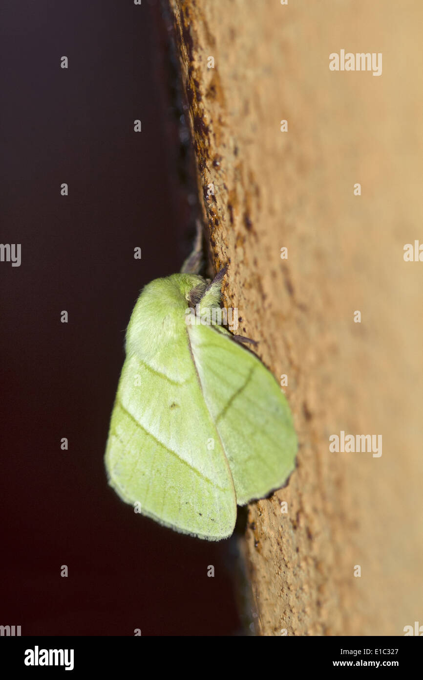 Una especie de hoja de polilla, orden Lepidoptera, Goa, India Foto de stock