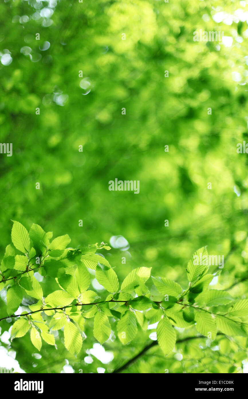 Fondo verde natural con hojas de cal. Foto de stock