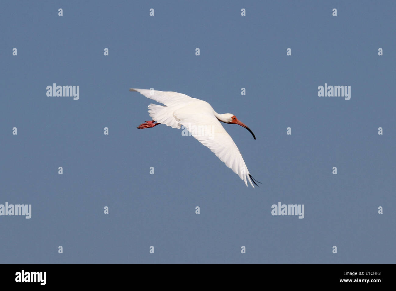 Un Ibis Blanco en vuelo Foto de stock