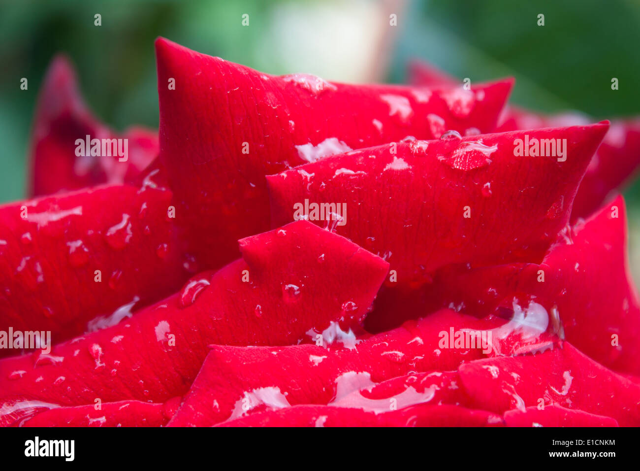 Los pétalos de rosa zoom closeup dewdrops 'lluvia después de la lluvia