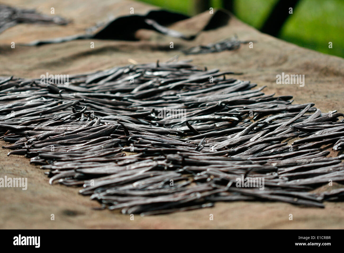 Frijoles de vainilla en Uganda establecidos para el secado como parte del proceso de curación Foto de stock