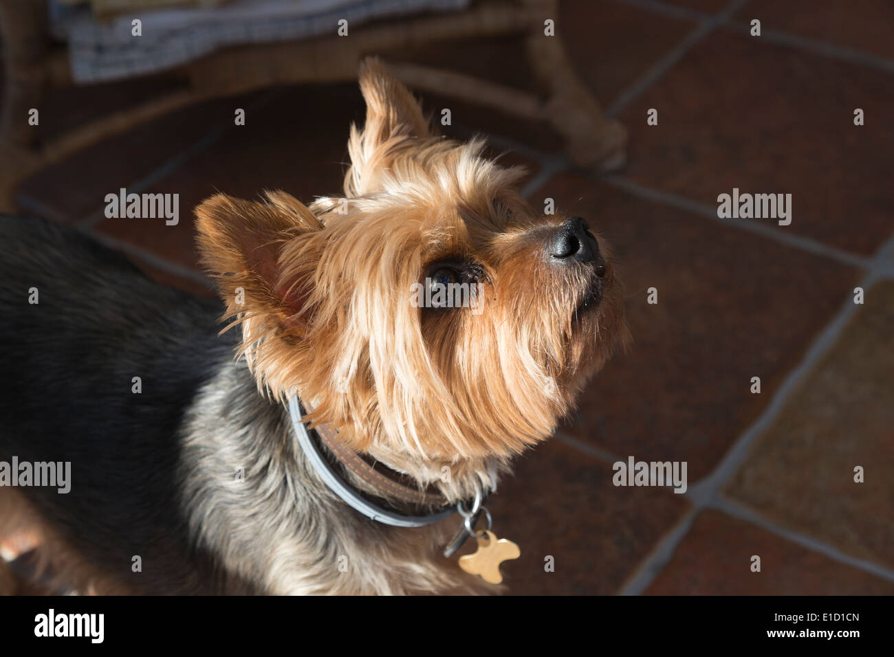 Yorkshire Terrier, un perro pequeño, atractivo, mirando expectante Foto de stock