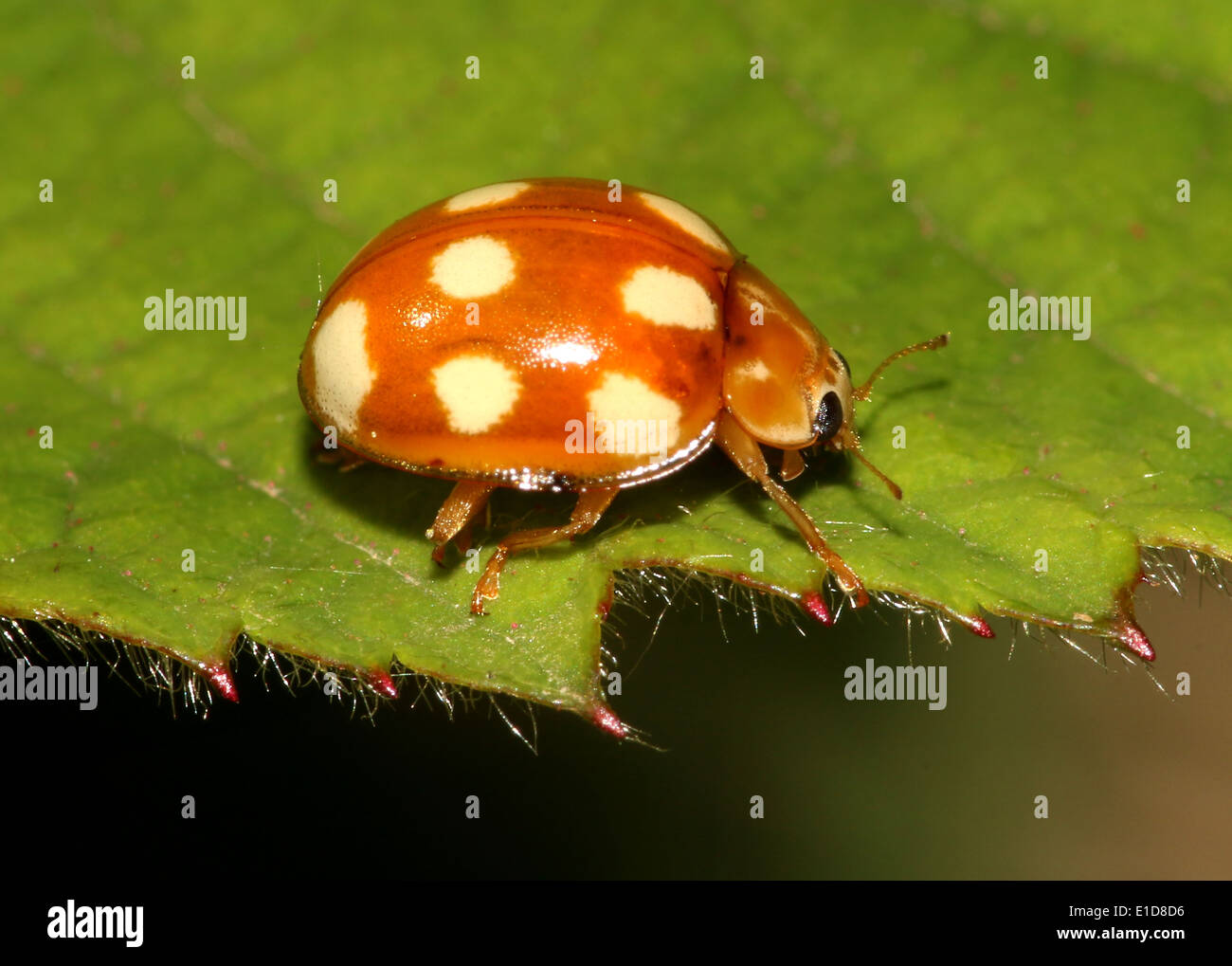 El minuto 10 puntos naranja mariquita / ladybug (Calvia decemguttata) Foto de stock