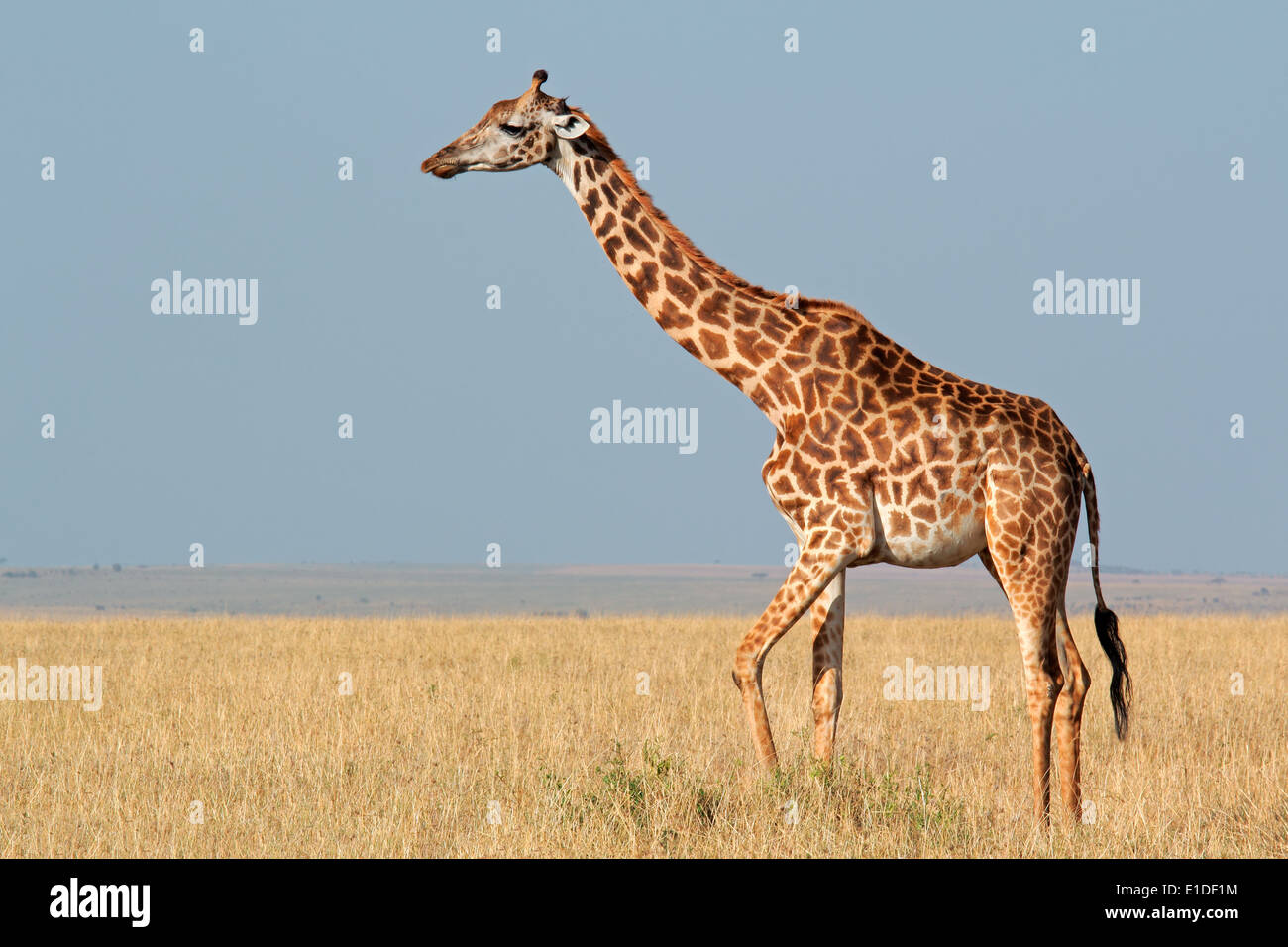 Masai jirafa (Giraffa camelopardalis tippelskirchi), Reserva Nacional de Masai Mara, Kenya Foto de stock