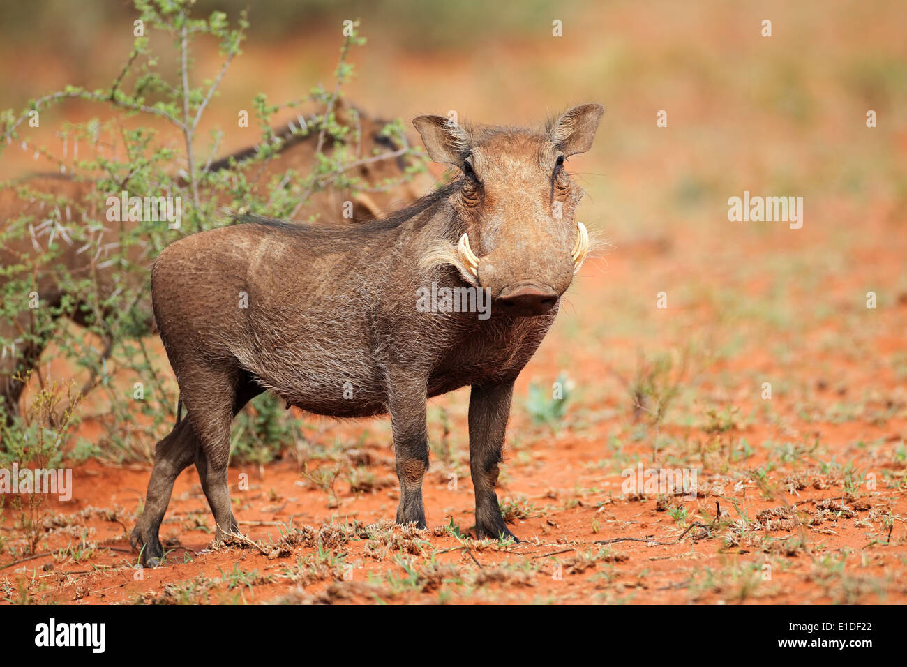 Warthog (Phacochoerus africanus), Sudáfrica Foto de stock