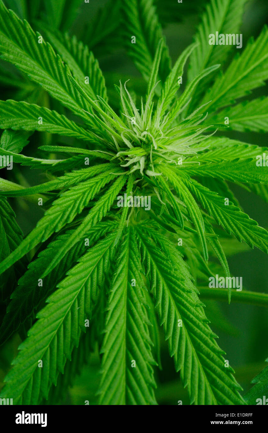 La marihuana (Cannabis sativa) Foto de stock