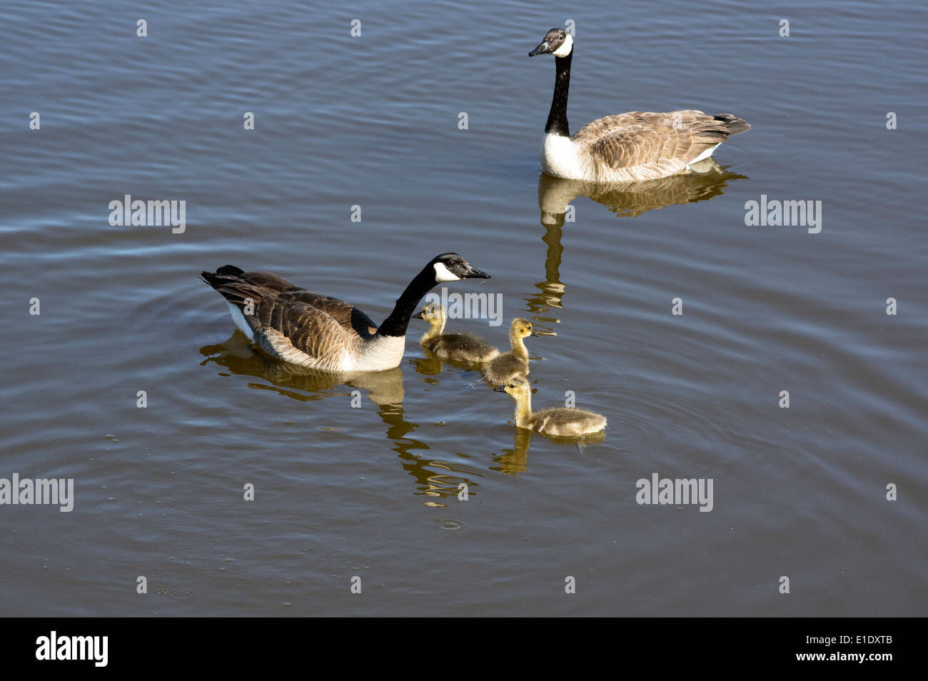 Los gansos de Canadá, Branta canadensis adultos y natación goslings Foto de stock