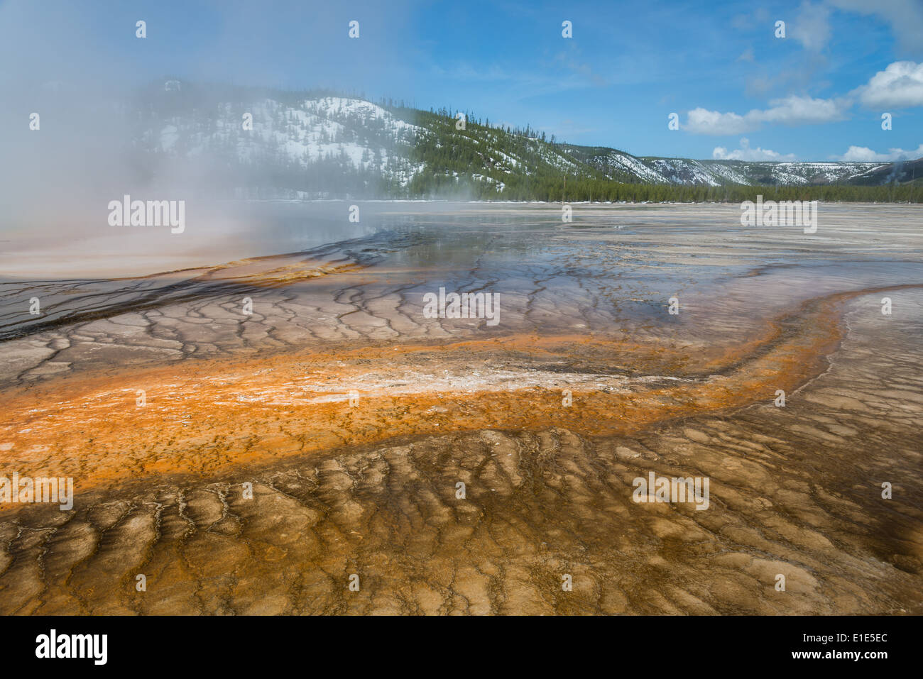 Colorido las bacterias crecen en el desbordamiento de la Grand Prismatic Spring. El Parque Nacional Yellowstone, Wyoming, Estados Unidos. Foto de stock