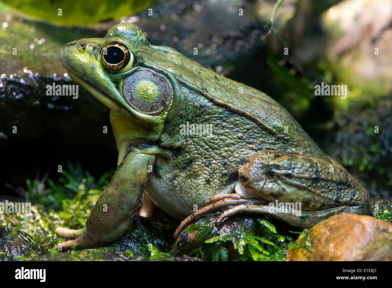 Una rana verde. Foto de stock