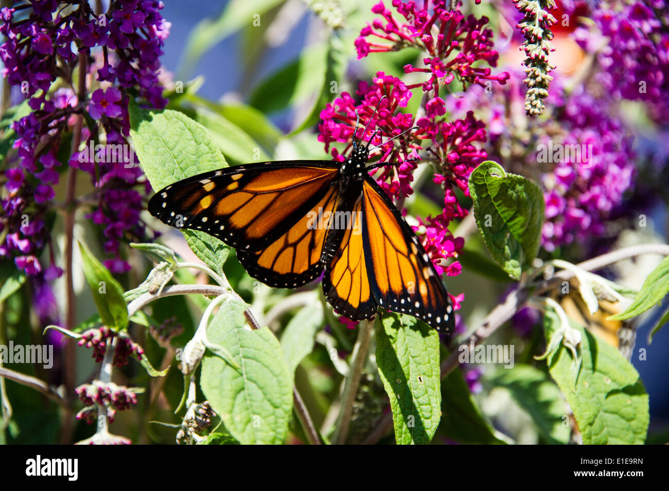 Mariposa Monarca descansando Foto de stock