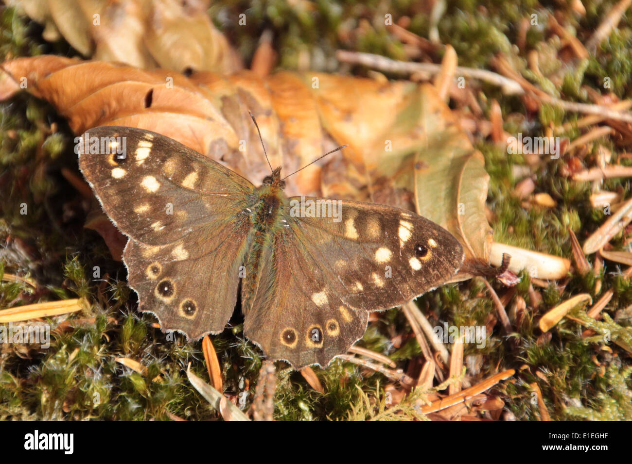 Mariposa de madera moteado alas abiertas en el suelo en los bosques (2 de 2). Foto de stock