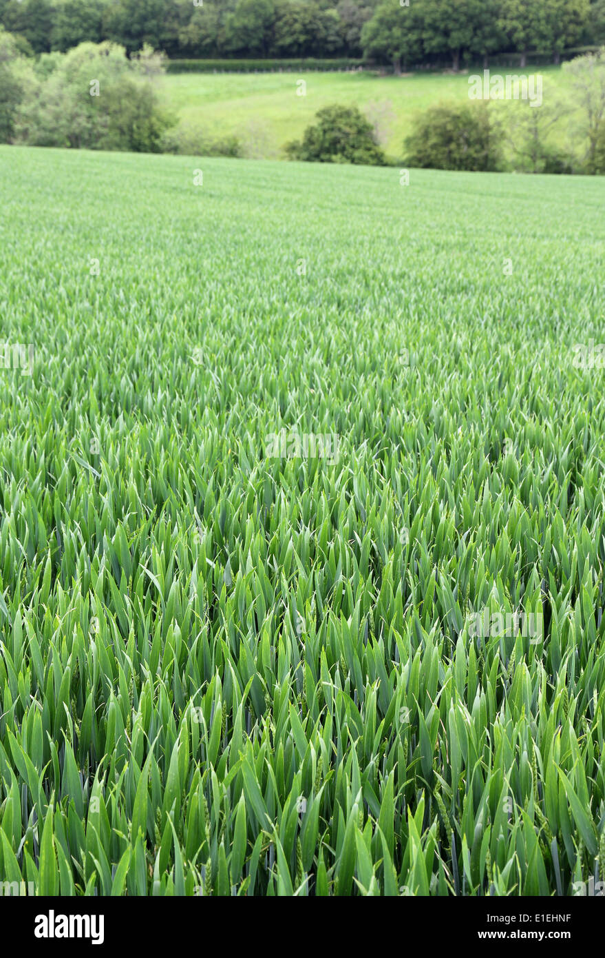 Campo de trigo de primavera en las colinas del sur de Sussex Inglaterra Foto de stock