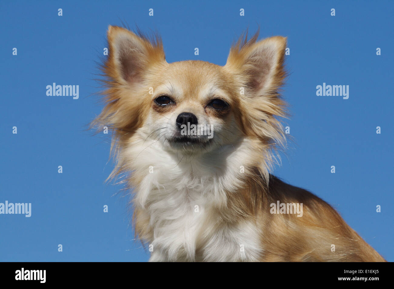 Chihuahua Langhaar retrato am blauen Himmel Foto de stock