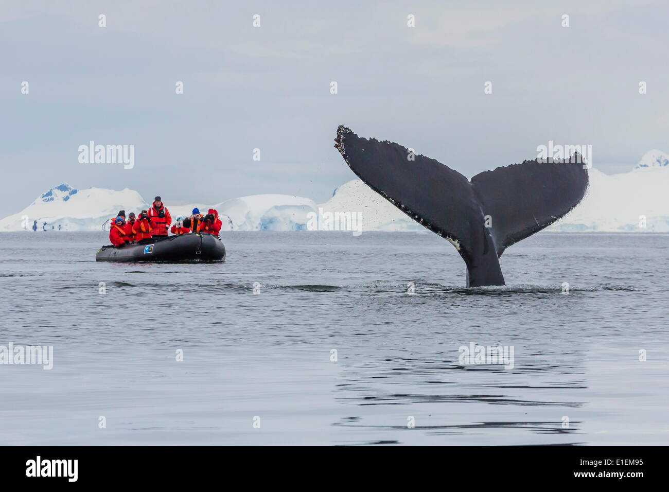 La ballena jorobada (Megaptera novaeangliae), zanjas de bucear cerca de observadores de ballenas en las Islas de la empresa, la Antártica, regiones polares Foto de stock
