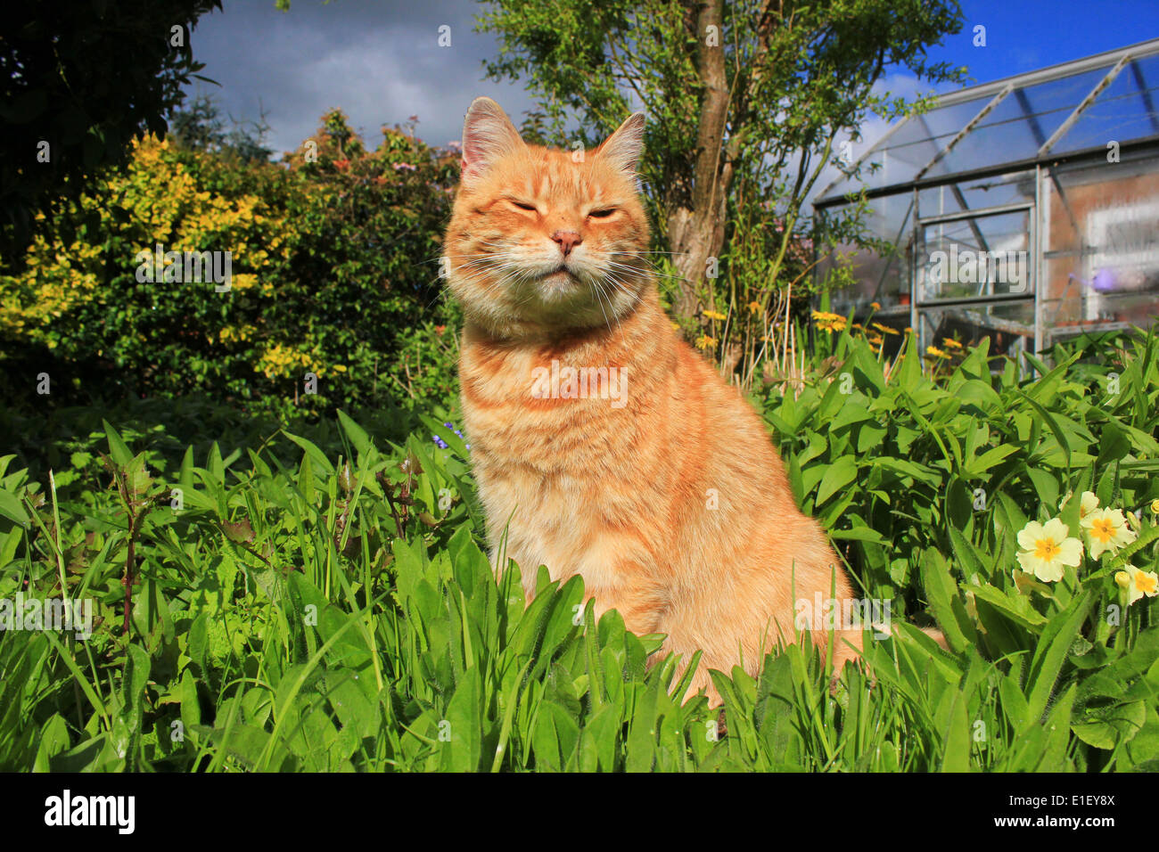 Ginger cat en el jardín con flores. Foto de stock