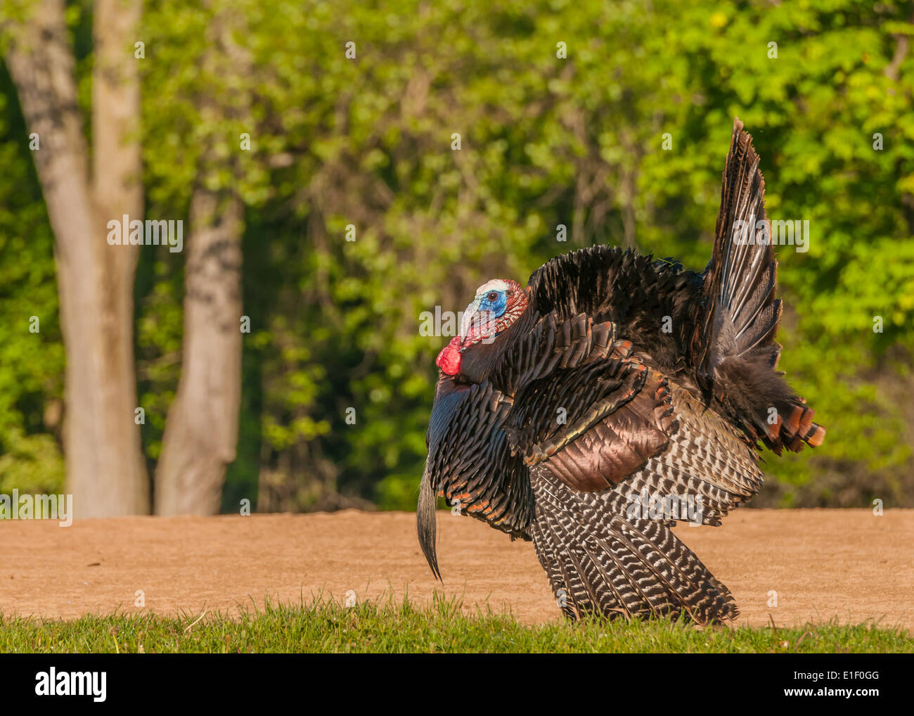 Macho pavoneándose Wild Turkey mostrando en la primavera la temporada de apareamiento. Foto de stock