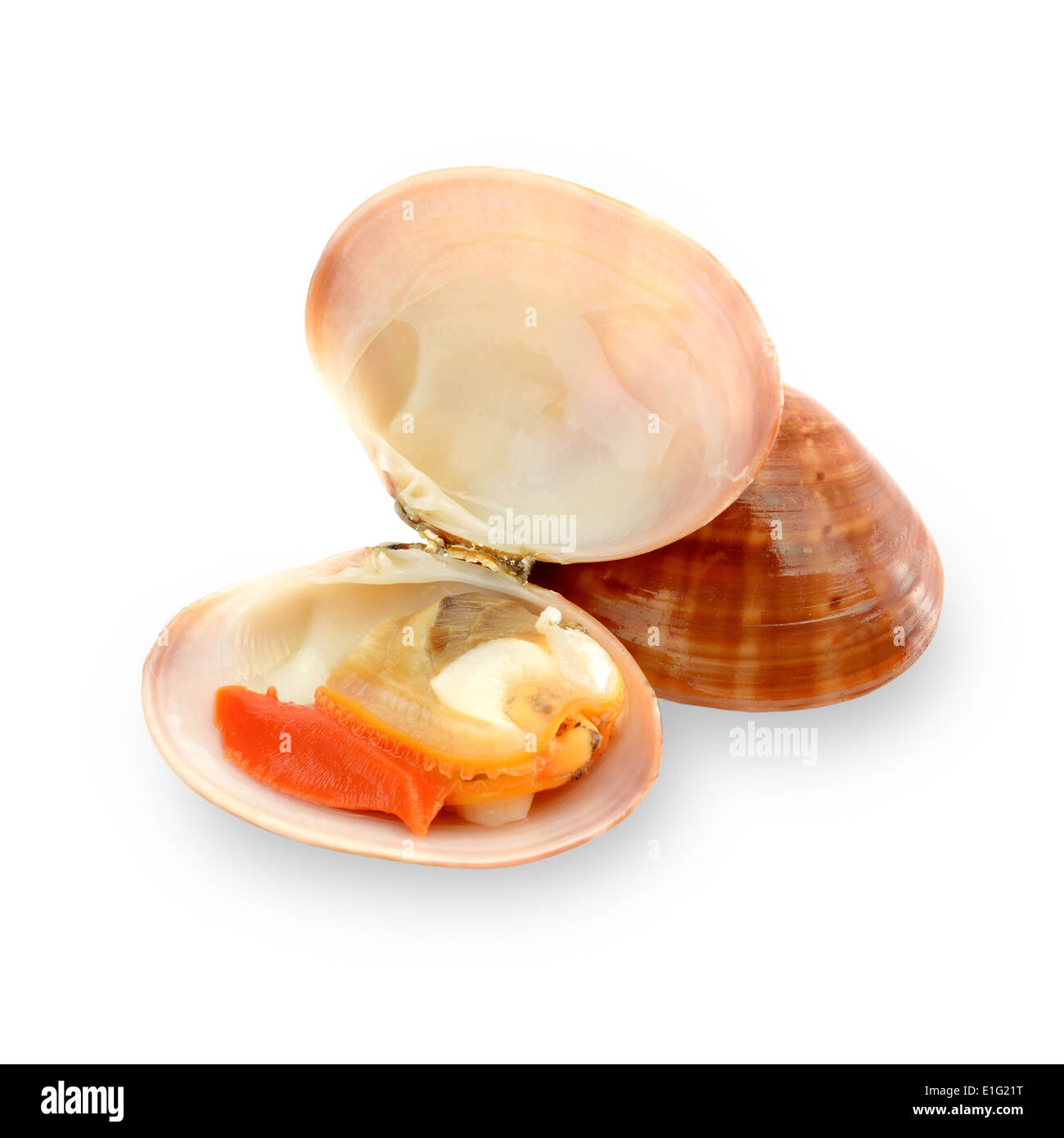 Frutos de mar crudos llamado fasolari sobre fondo blanco. Foto de stock