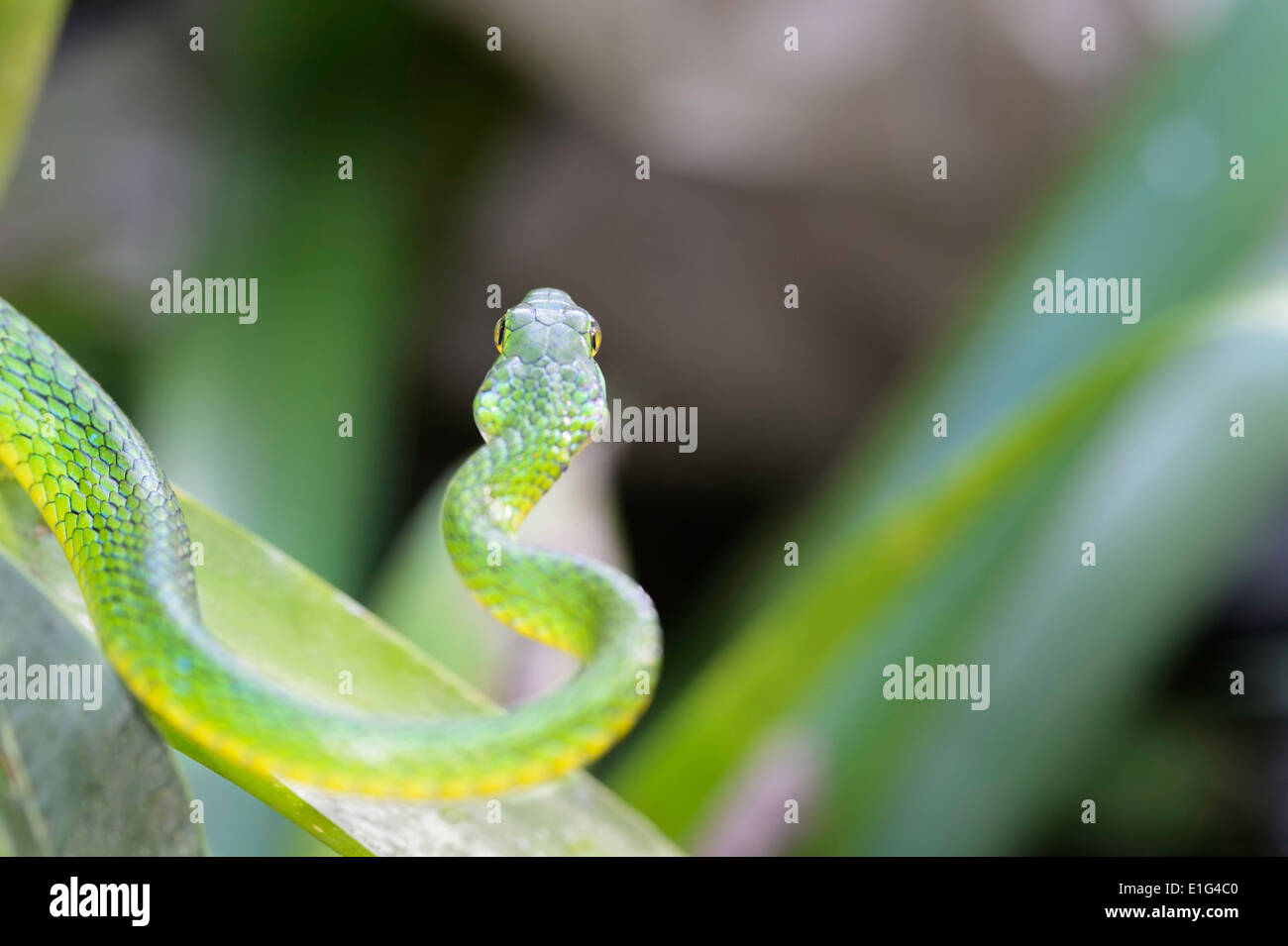 Un árbol con cabeza de serpiente verde en el bosque lluvioso de Costa Rica. Foto de stock