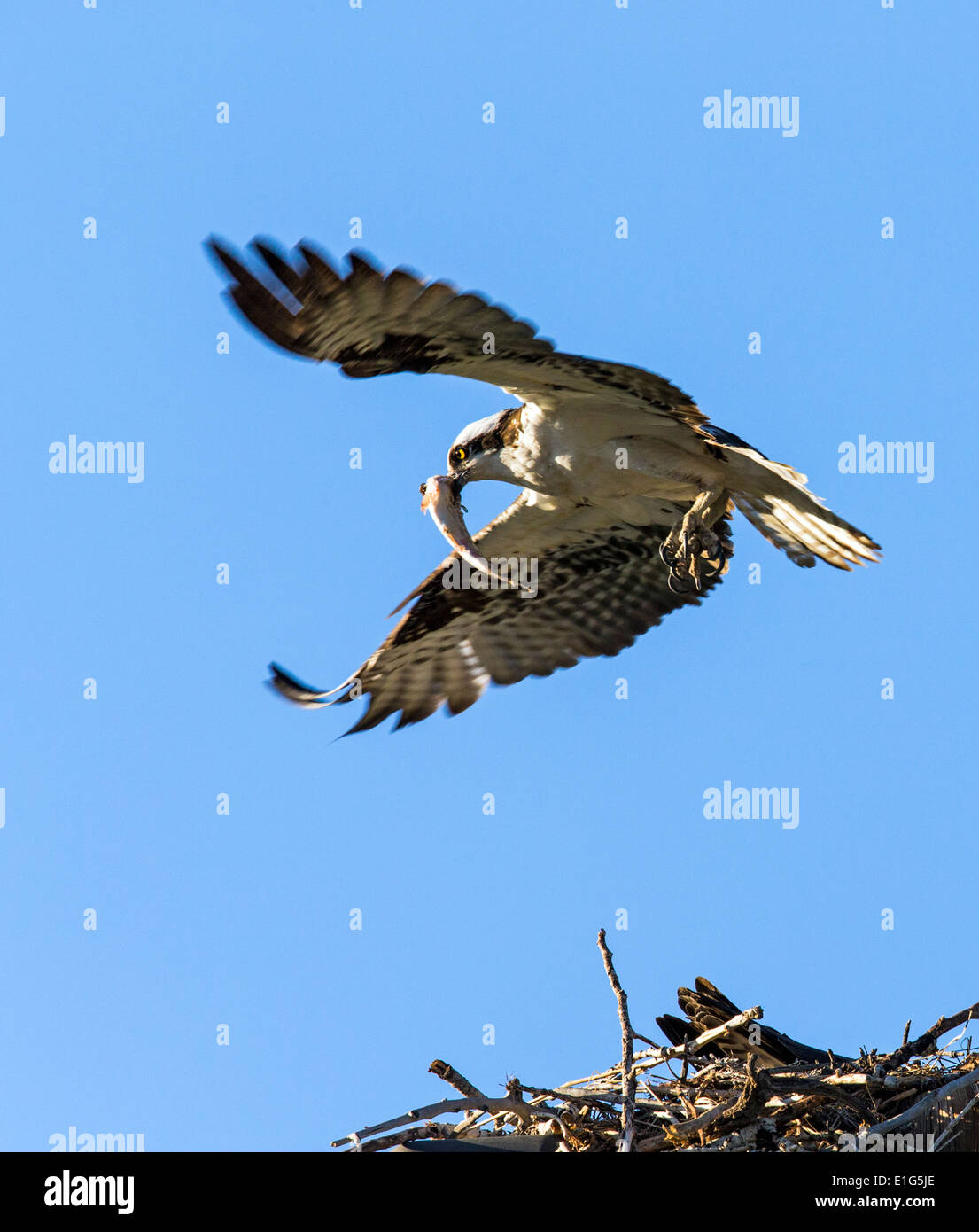 Osprey en vuelo llevando pescado fresco, Pandion haliaetus, mar, peces halcón, Río Eagle Hawk, peces halcón, raptor Foto de stock