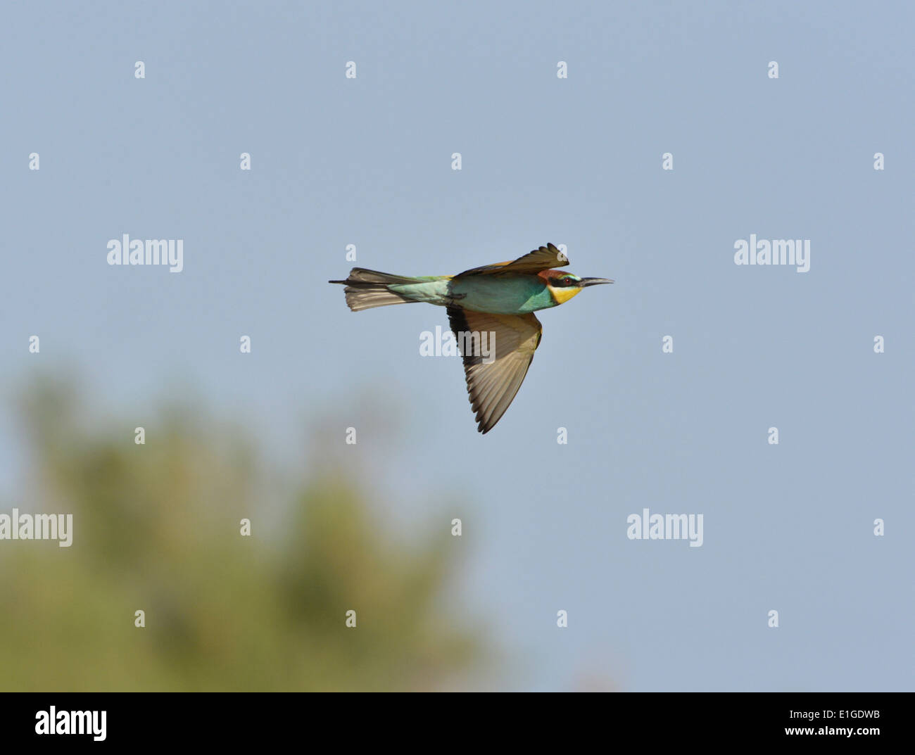 El abejaruco Merops apiaster Foto de stock