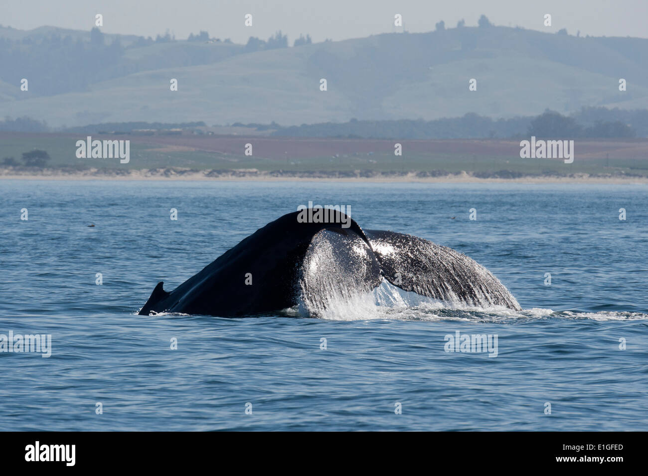 La ballena jorobada (Megaptera novaeangliae) fluking. Monterey, California, en el Océano Pacífico. Foto de stock