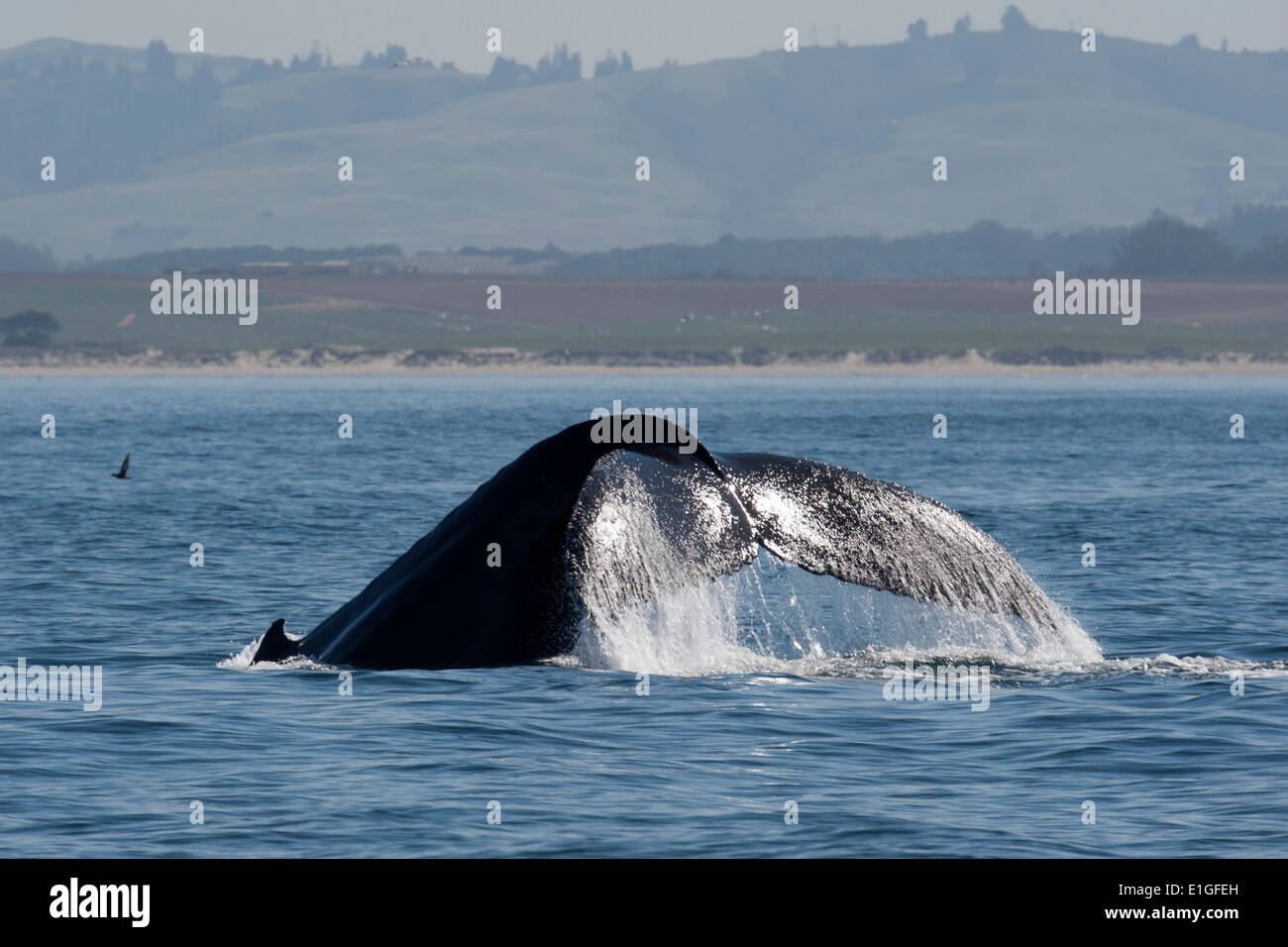 La ballena jorobada (Megaptera novaeangliae) fluking. Monterey, California, en el Océano Pacífico. Foto de stock