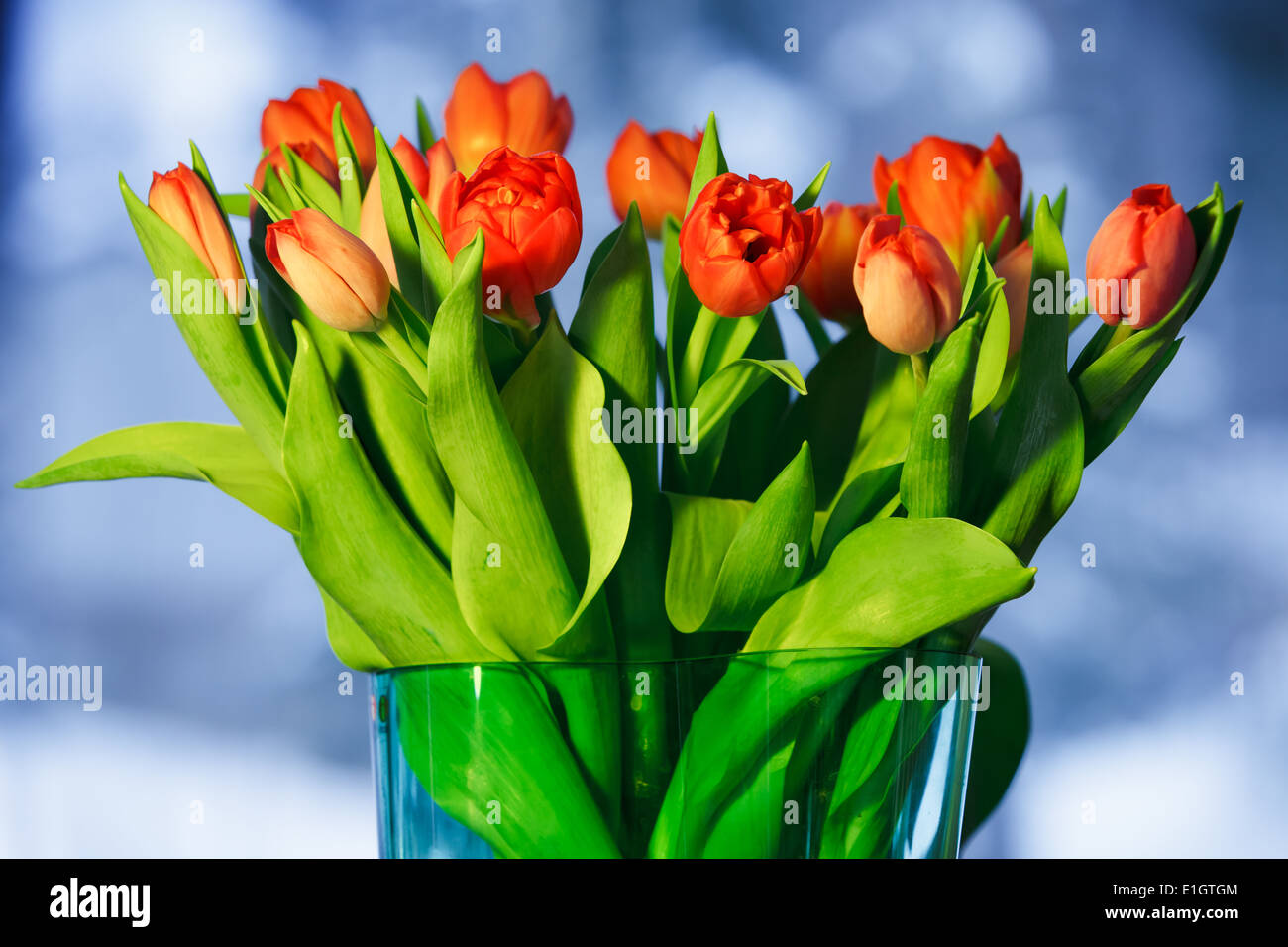 Ramo de tulipanes en florero de vidrio de fondo en invierno. Foto de stock