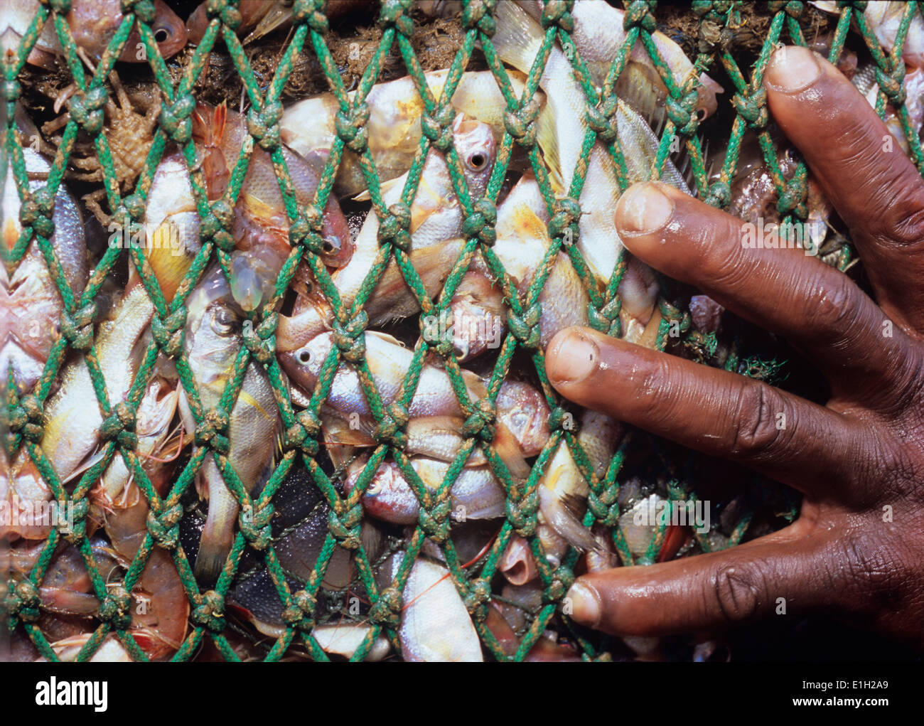 Captura incidental - semi-industrial Shrimp dragger peces juveniles. Maputo, Mozambique. Foto de stock