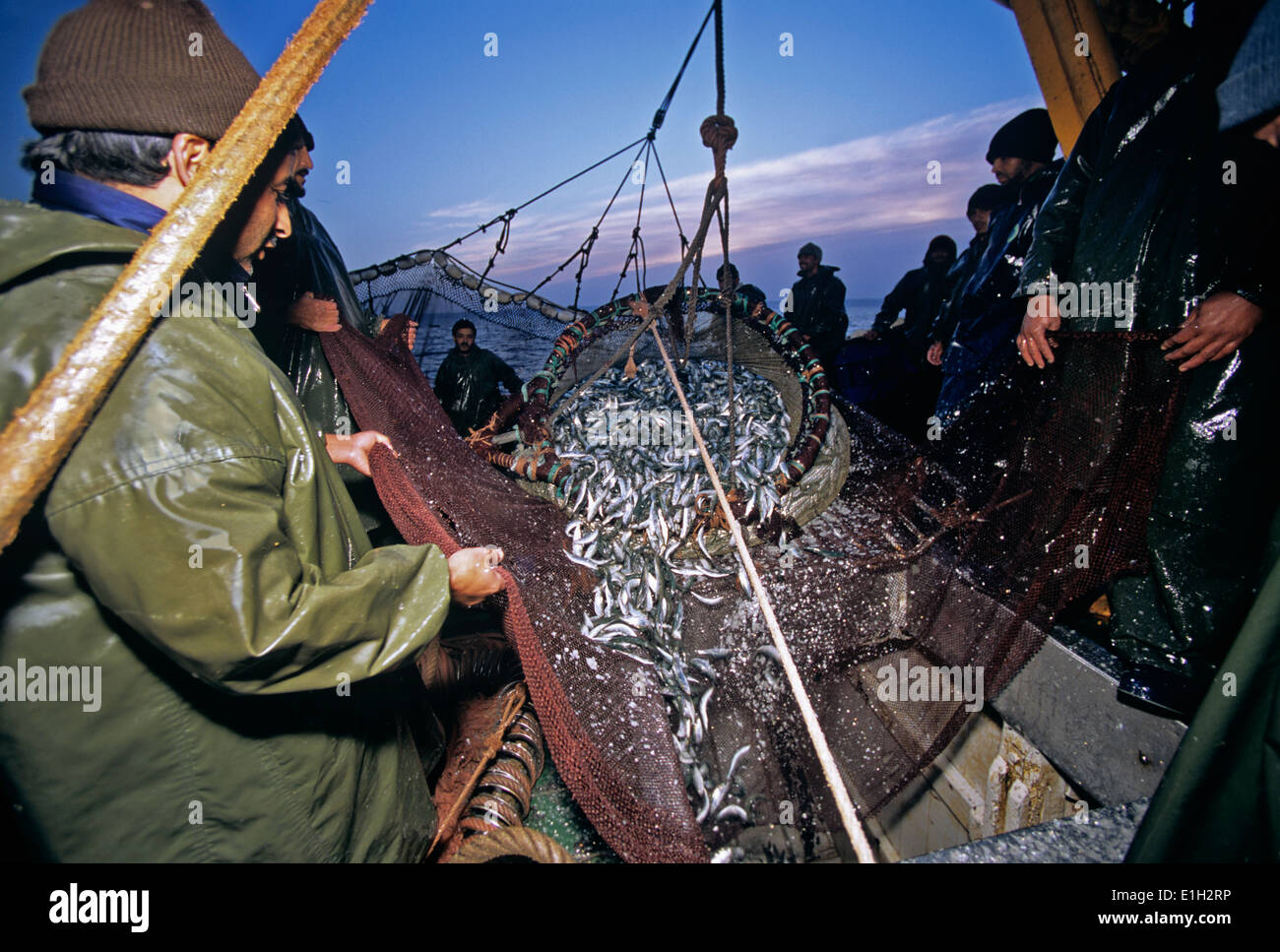Barco de pesca de cerco lances en net lleno de sardinas (Sardina sp.), Agadir, Marruecos - Océano Atlántico Foto de stock